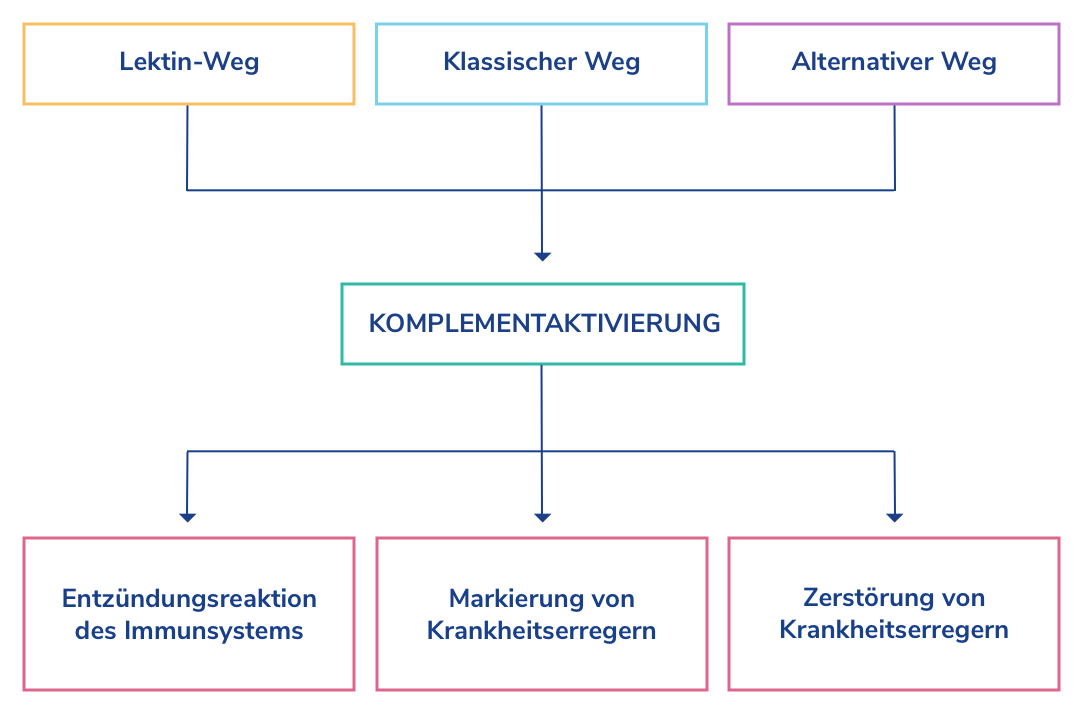 Die Aktivierung des Komplementsystems