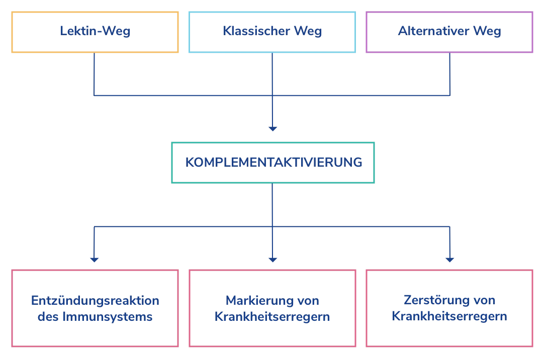 Übersicht Aktivierung des Komplementsystems