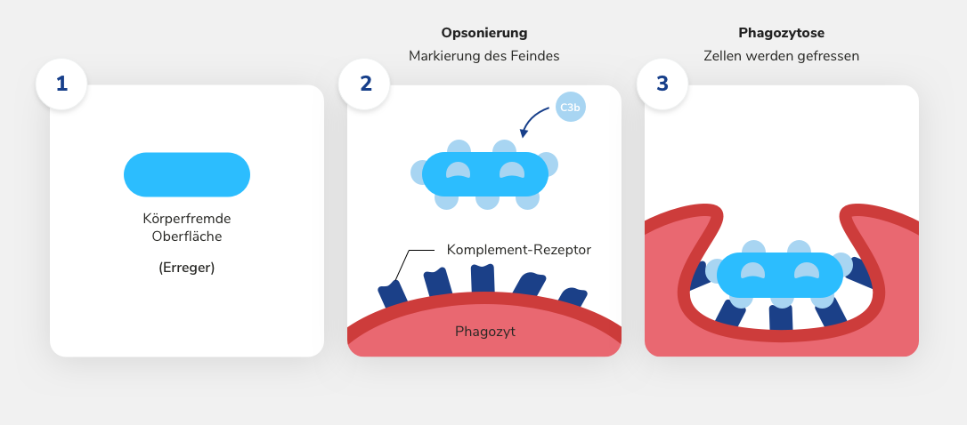 Die Aufgaben des Komplementsystems als Teil des Immunsystems