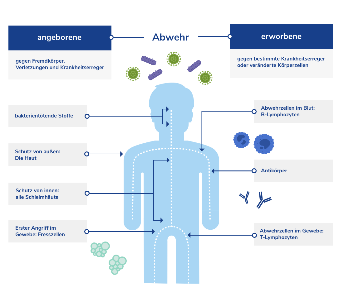 Angeborene und erworbene Immunabwehr